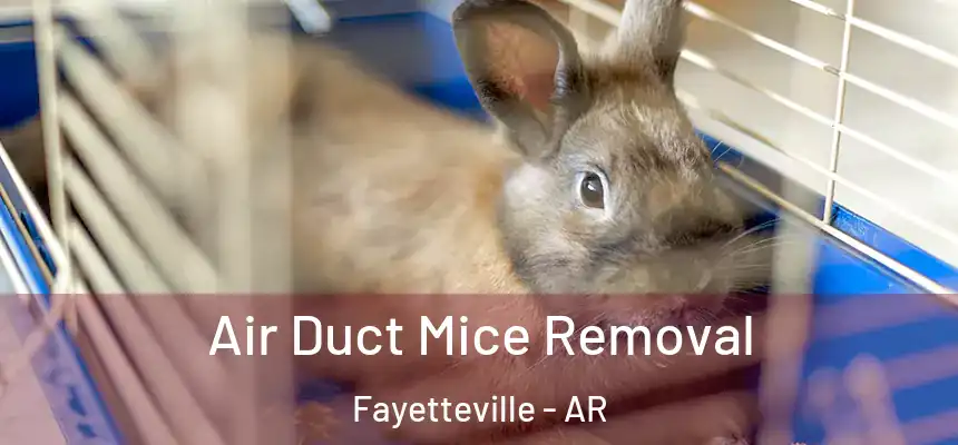 Air Duct Mice Removal Fayetteville - AR